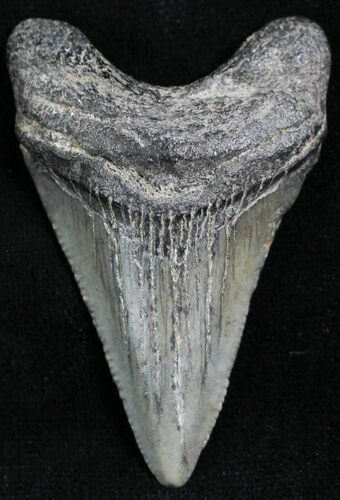 Juvenile Megalodon Tooth - South Carolina #27716